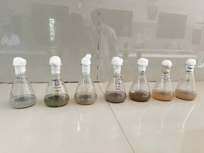 Prepared conical flasks of culture 