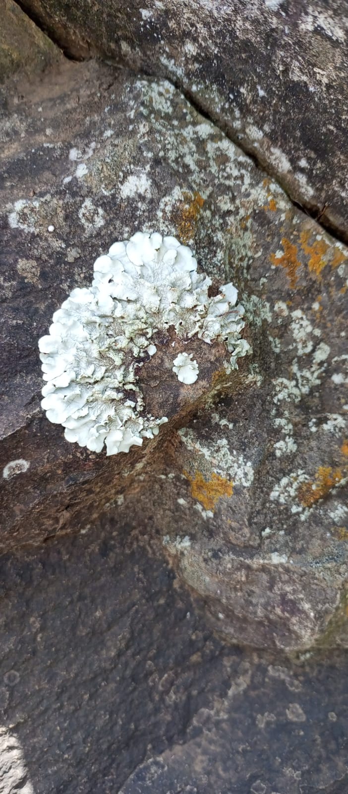 Lichens on the rock Sample 