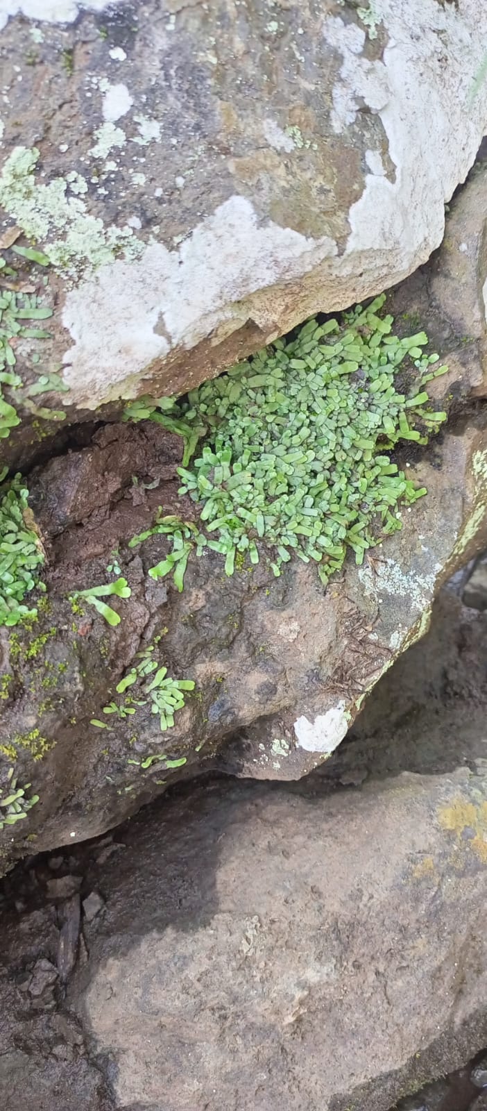 Sample of Bryophytes in its natural Habitat