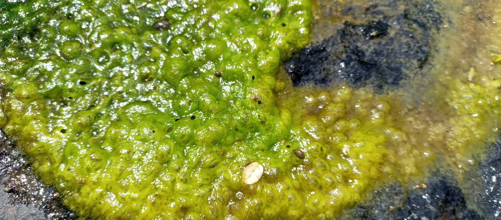 Sample of Algal Colony in its natural Habitat