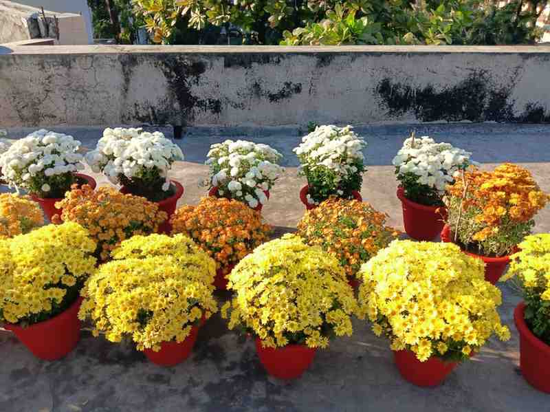 Blooming Chrysanthemum