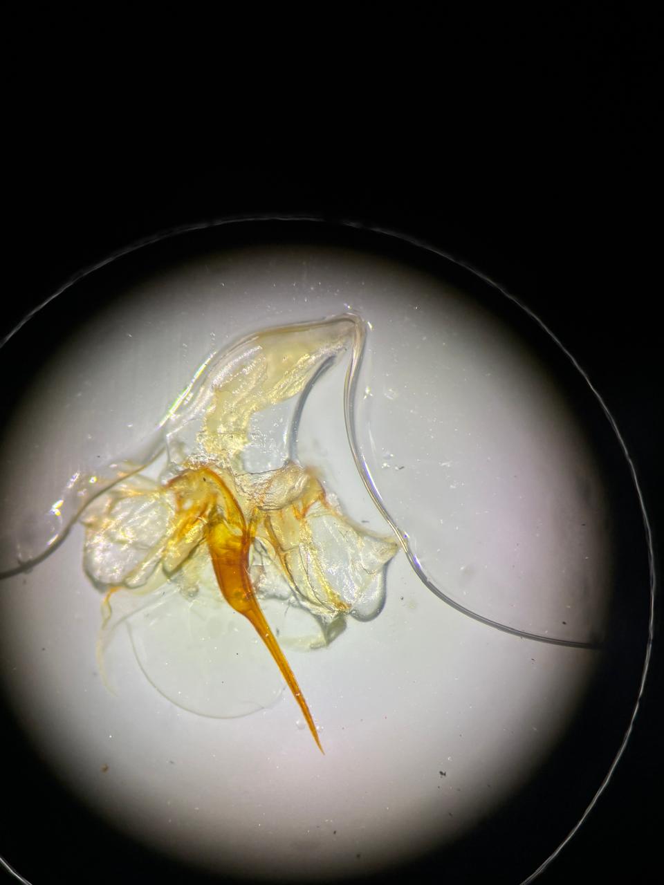 Mounted sting apparatus of honey bee seen in the microscope