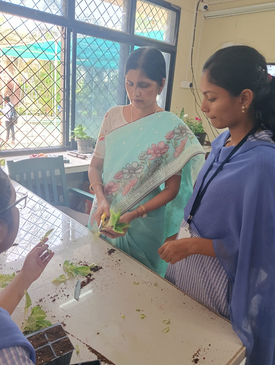 Dr. Khodkae Madam showing cutting to showing