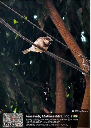The humble house sparrow