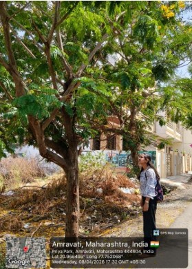 Tree counting at Navsari area