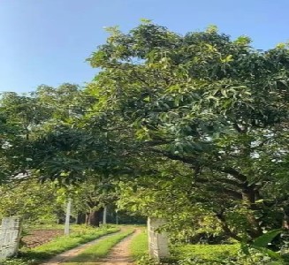 Azadirachta indica (neem tree