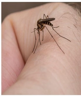 Mosquito landing on hand