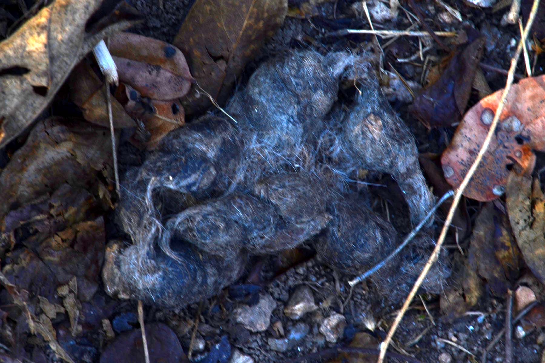 Field Observation: Analysis of Large Predator Scat Our team of Students  identified and documented a specimen consistent with tiger scat, notable for its significant hair content and segmented morphology. 