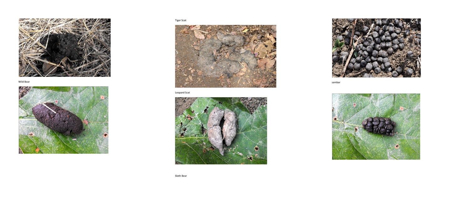 From Pellets to Piles: Identifying Local Wildlife Through Scat Analysis.