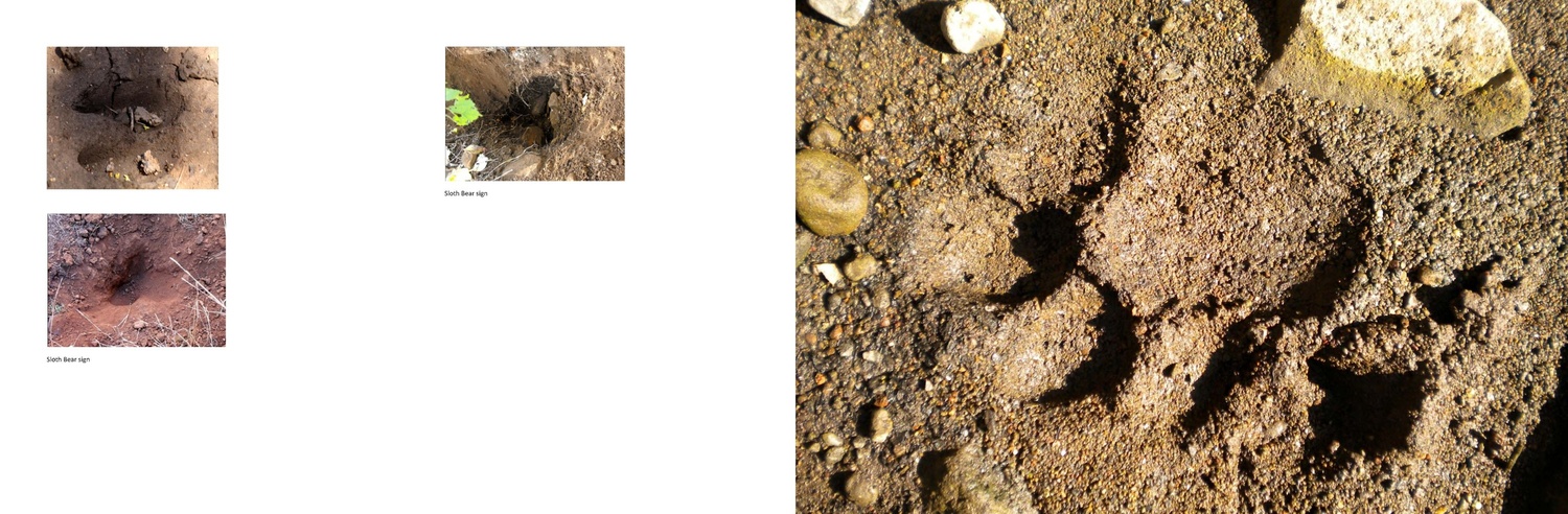 Distinct animal footprints and digging signs were observed on moist soil, indicating the presence and activity of wild species such as sloth bear and other forest fauna.