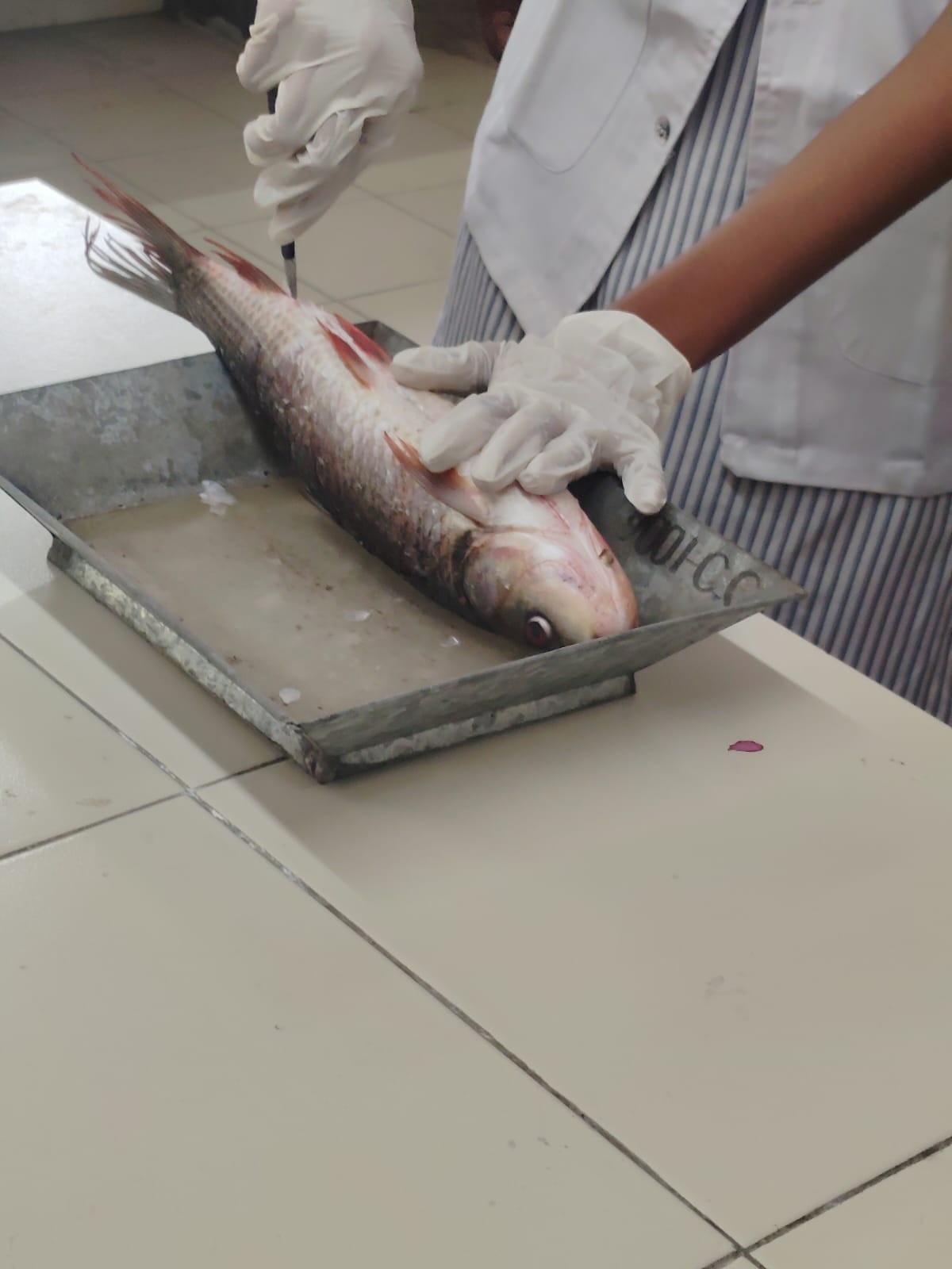 Students isolating fungi from Fresh water fishes for inoculation 