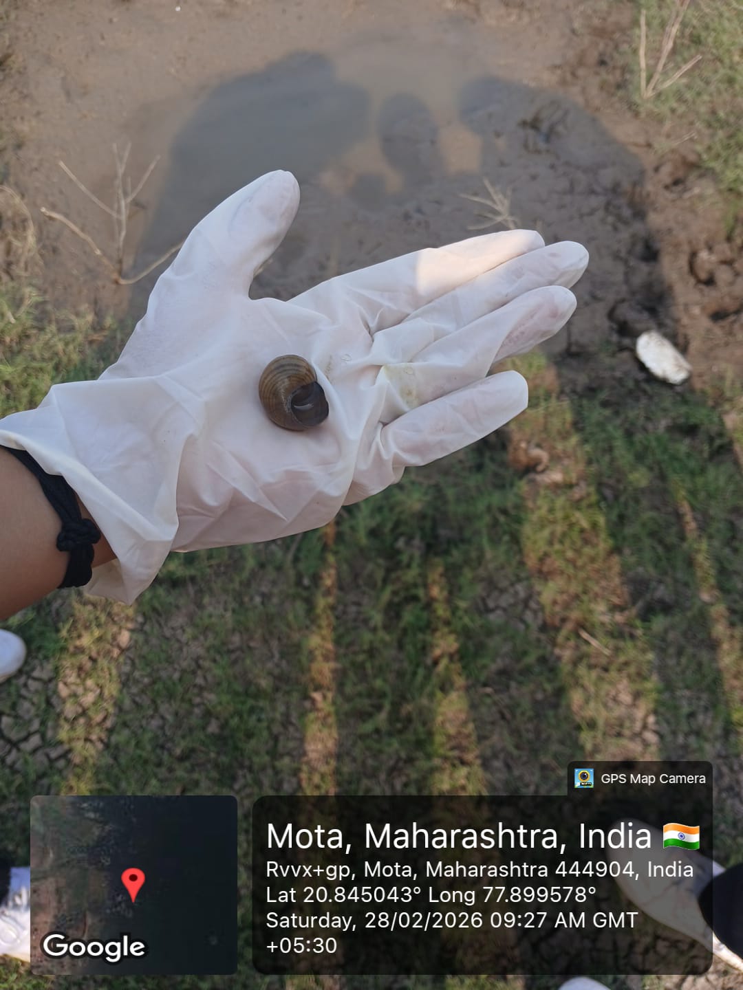 Students carefully extracting benthic organisms from the mudflats and submerged vegetation to study the micro-habitats within the ecosystem.