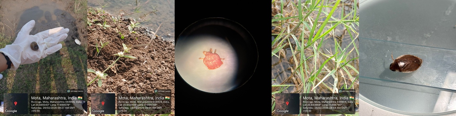 Exploring the benthic diversity of Sawanga Lake: this collection highlights key   indicators of a healthy ecosystem, from primary consuming mollusks to predatory damselfly nymphs and littoral Paederus beetles. The presence of these micro and macro-communities, including aquatic mites and hemipterans, reflects a stable, nutrient-rich environment thriving across multiple functional feeding groups.