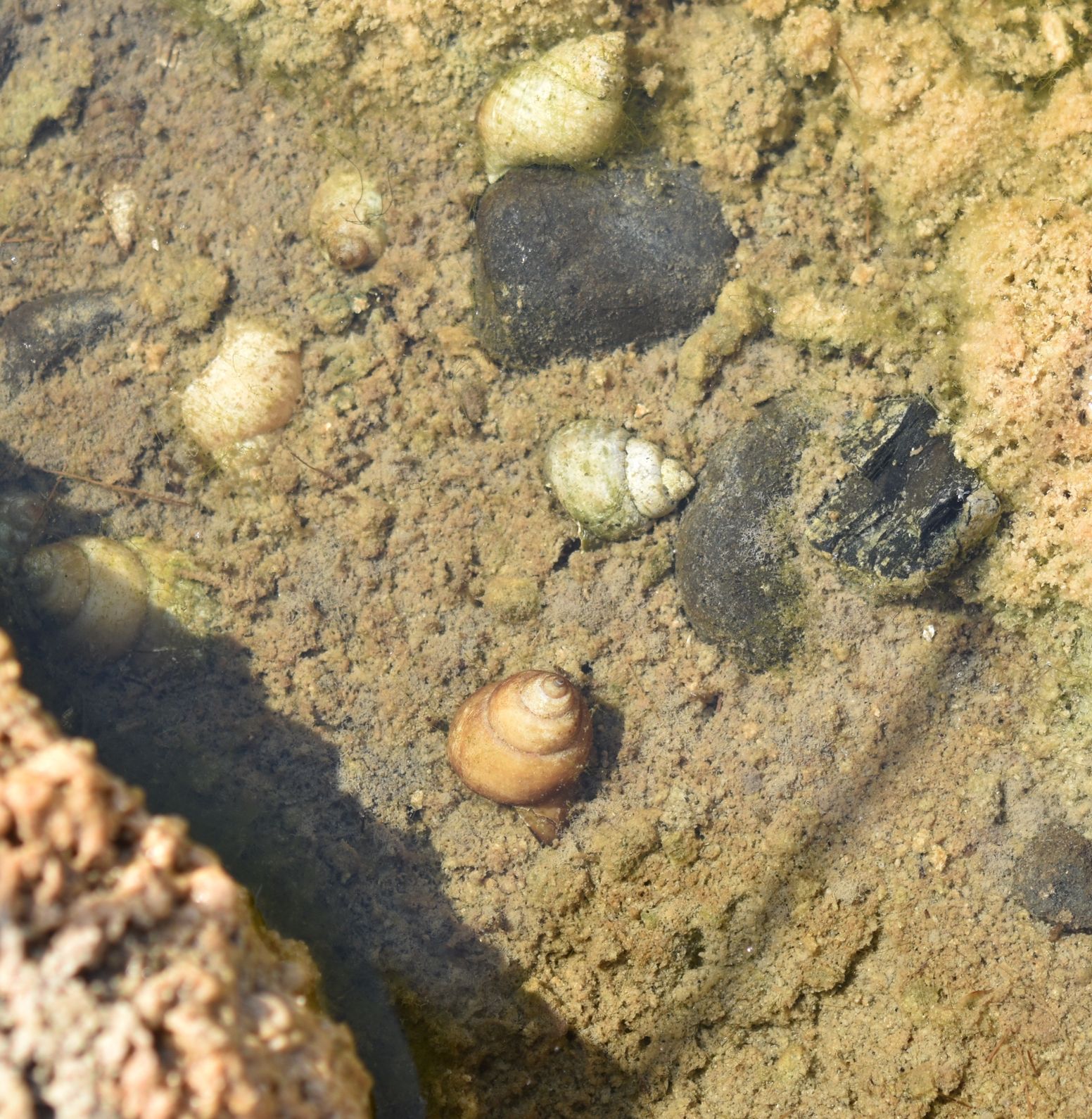 Benthic zone of the river depicting substrate composition (sand, silt, and organic matter) along with associated macro-invertebrate fauna used for ecological assessment