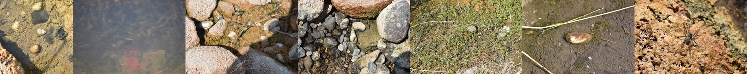 Representative Benthic Micro-habitats and Associated Macro-biota of the Wardha River (Morshi, Amravati).