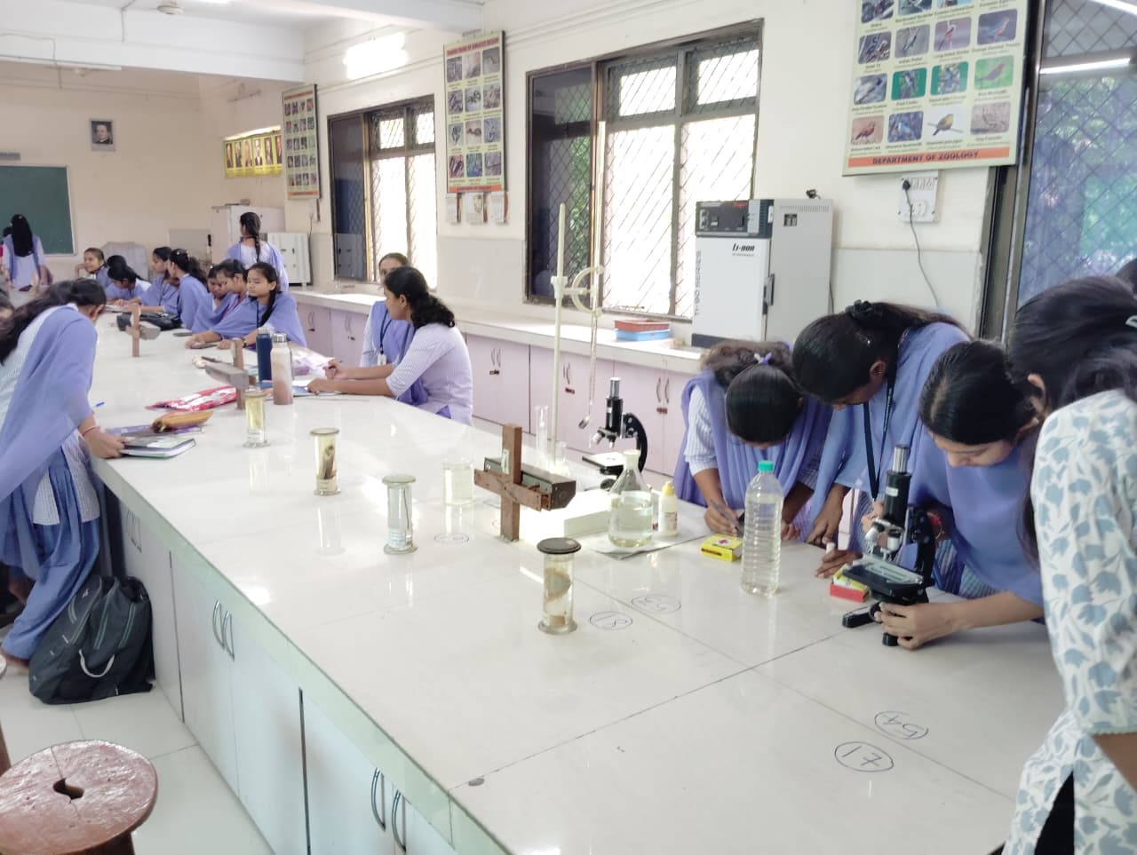 From theory to observation. A structured laboratory session where students learn the morphological diversity of mammalian hair before engaging in practical identification.