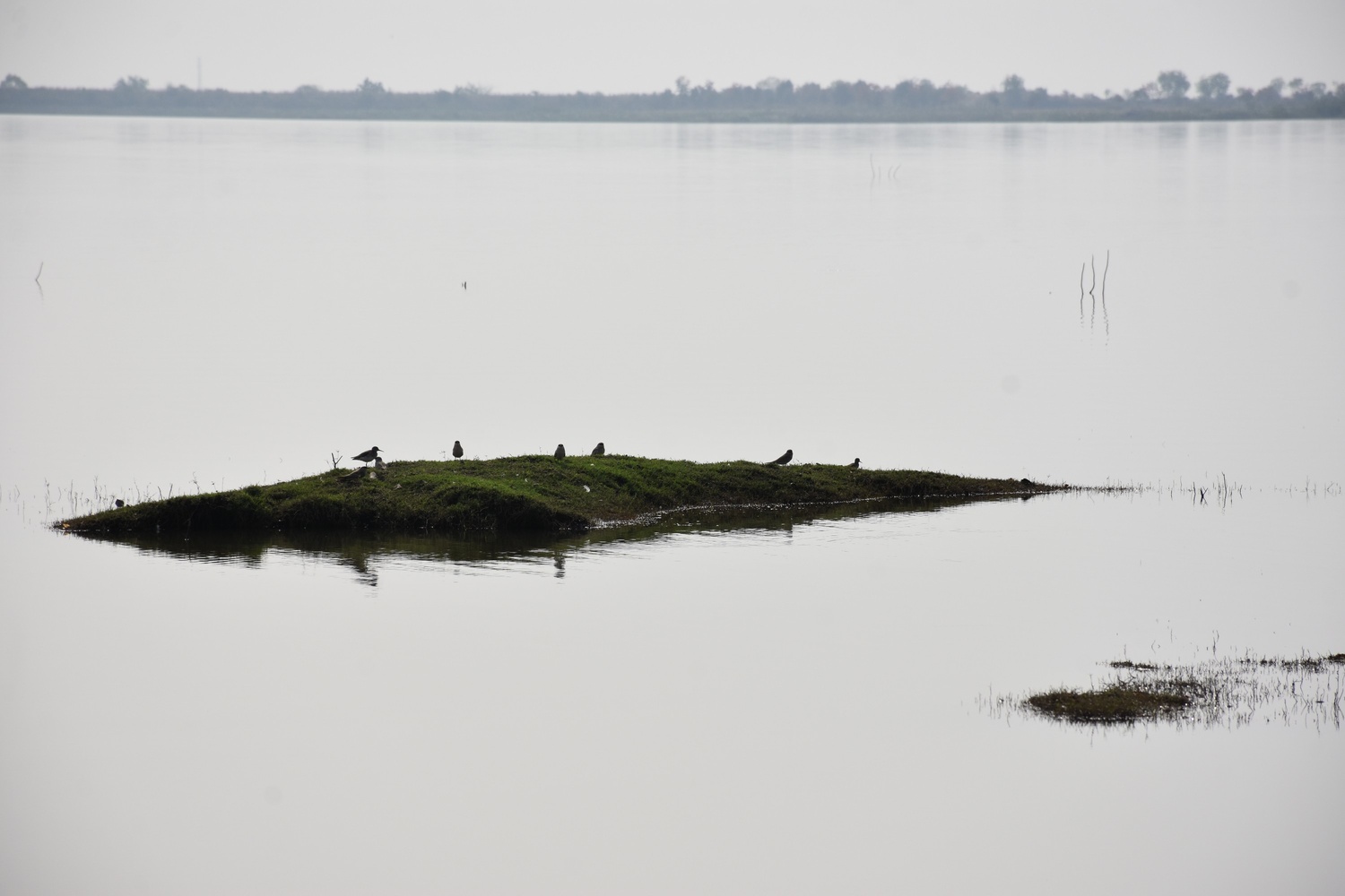 wetland habitat observation